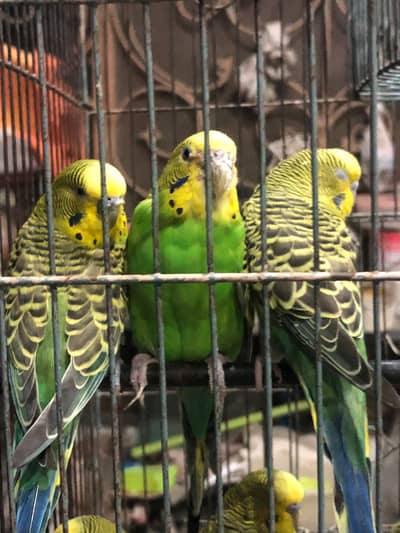 Budgie black eyes parrots