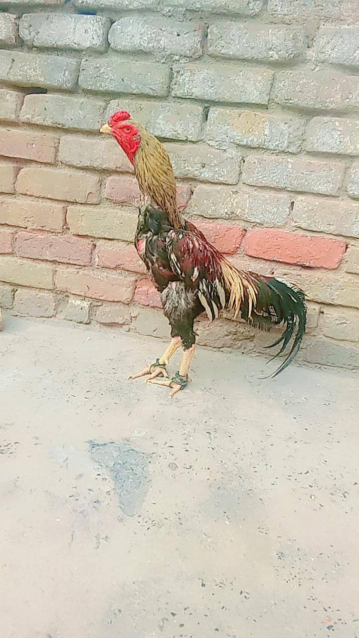 miawali 1