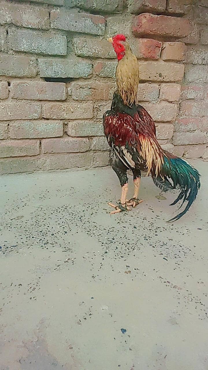 miawali 2