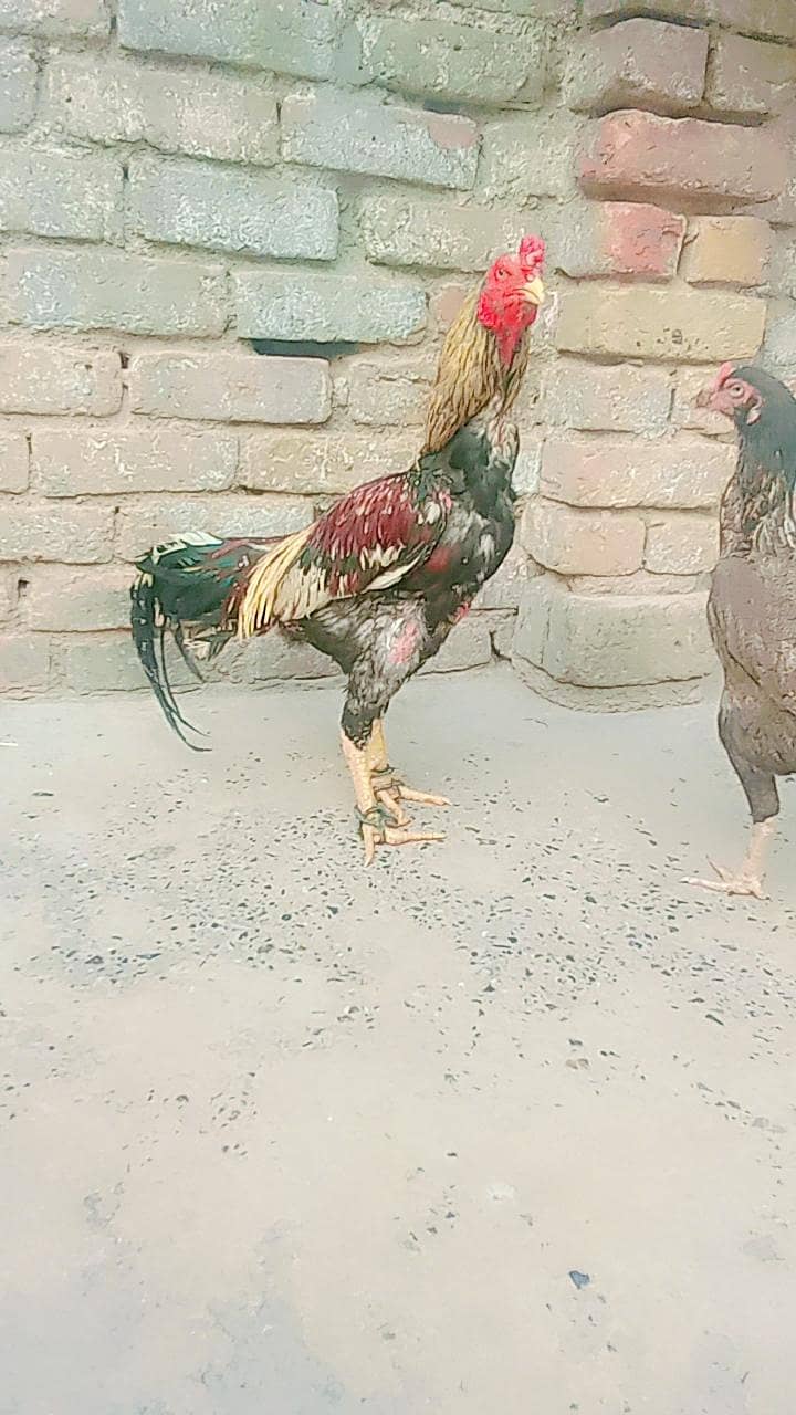 miawali 3