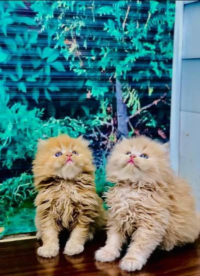 Persian cat for sale my WhatsApp number 03 45 70 84 4 34