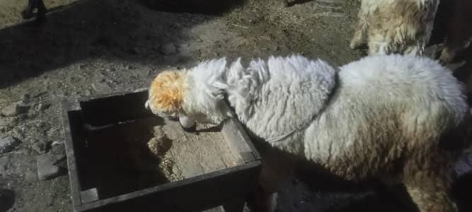 mundry jori qurbani waly what app num 03236501245