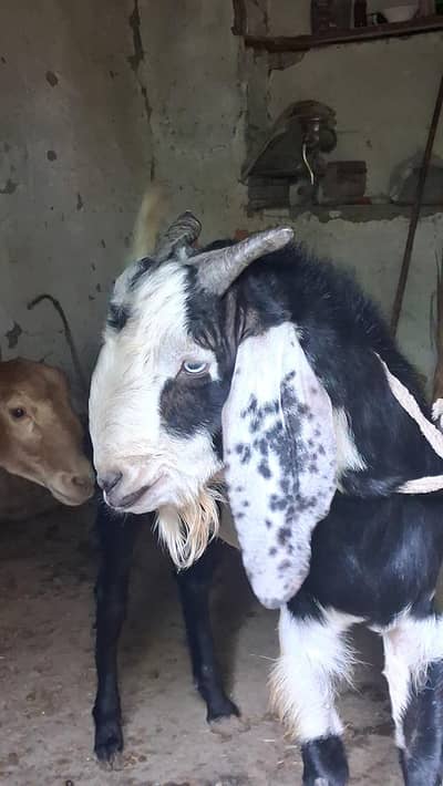 Desi Kala Chitta Bakra For Sale