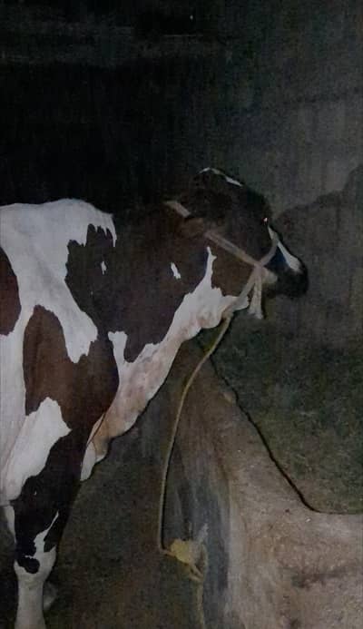 Female Cow