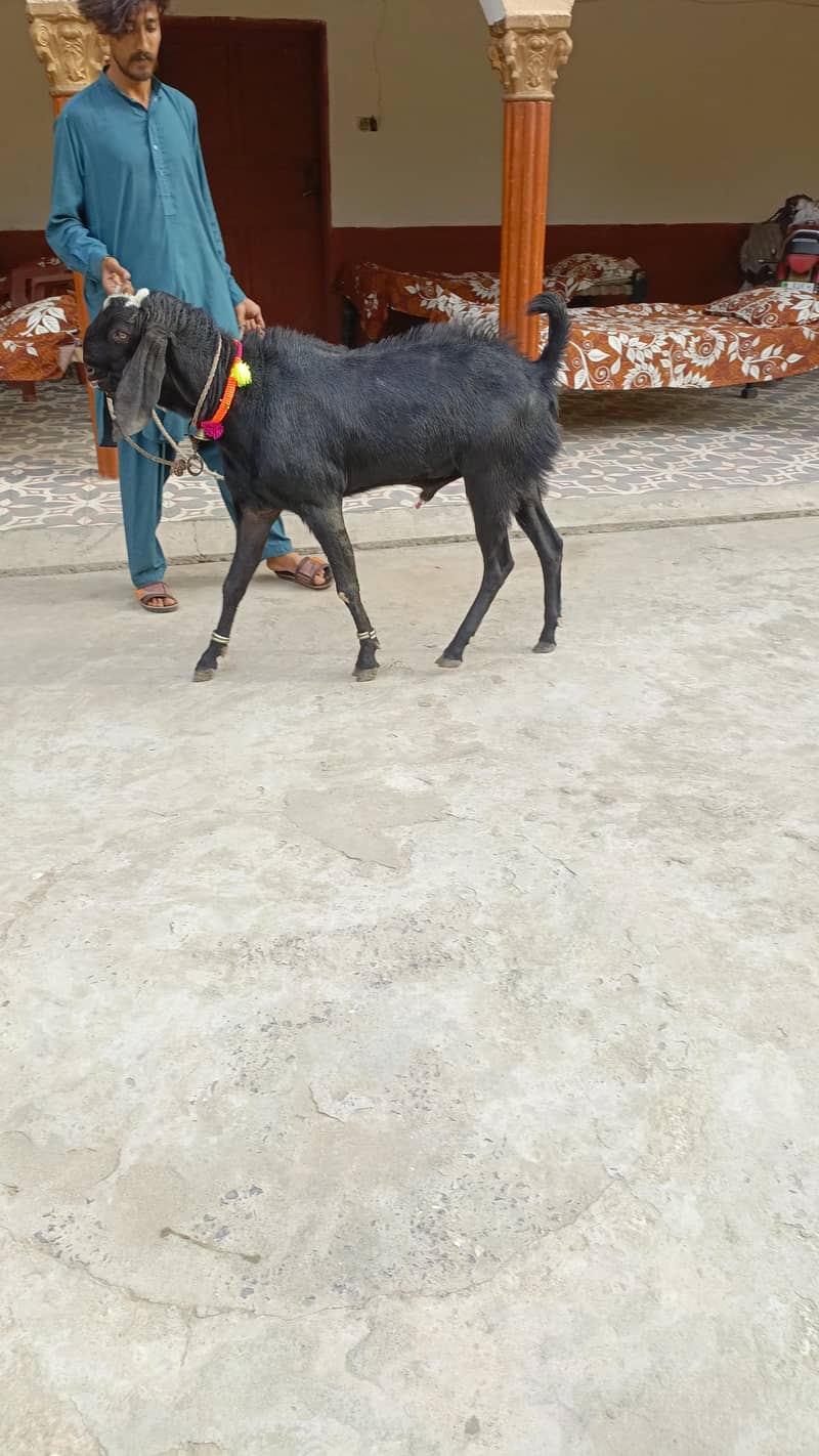 دیسی بکرا گھر کا پلہ ہوا 2