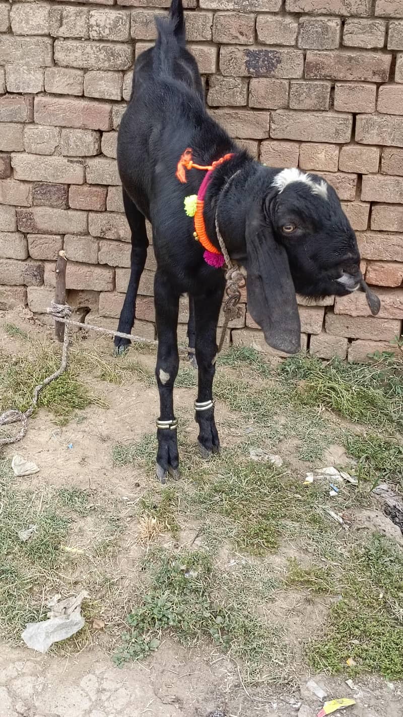 دیسی بکرا گھر کا پلہ ہوا 3