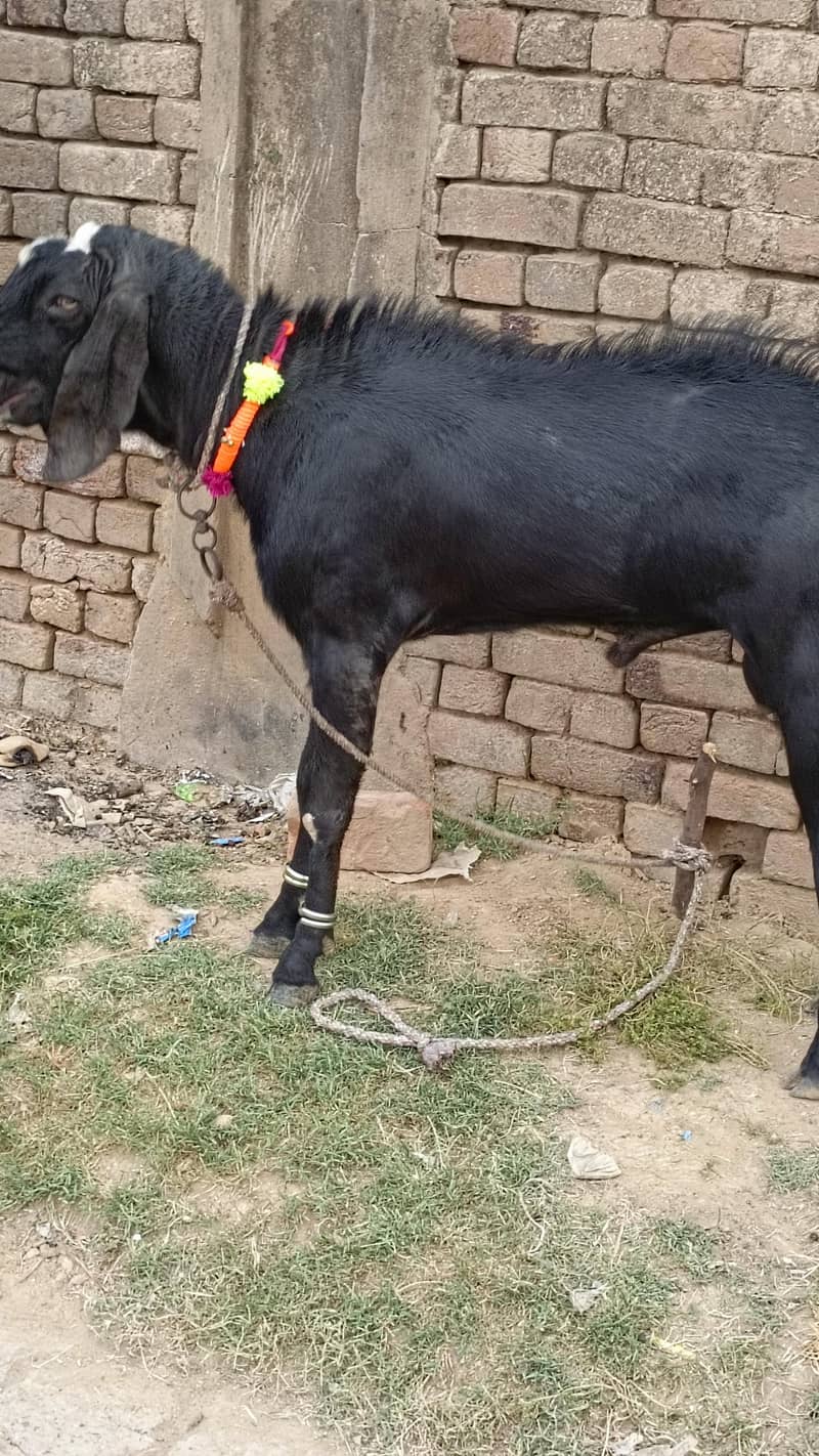 دیسی بکرا گھر کا پلہ ہوا 4
