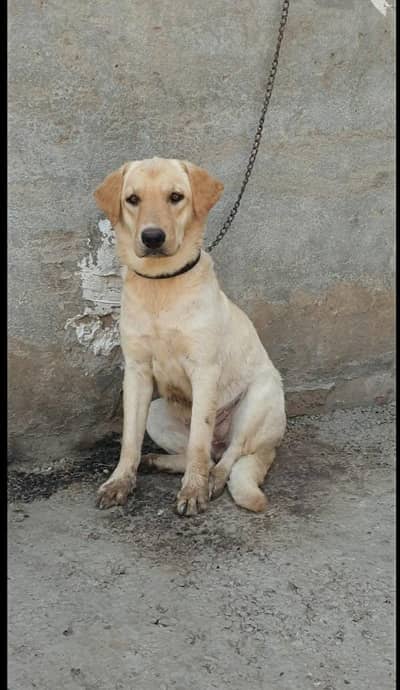 6 month labra femle