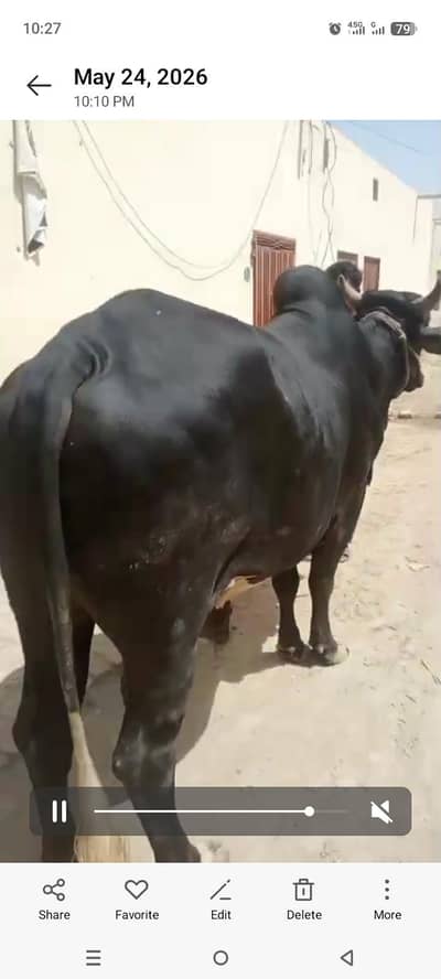 ماشاءاللہ خوبصورت ہیلدی قربانی کا بیل For Sale