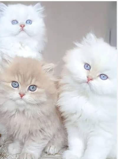 Persian cat for sale my WhatsApp number 03 45 70 84 4 34