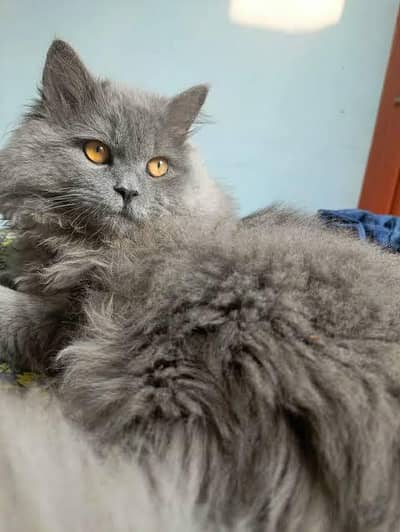 Persian cat
