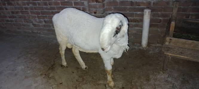Mundra chatra