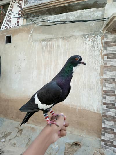Pegion For Sale