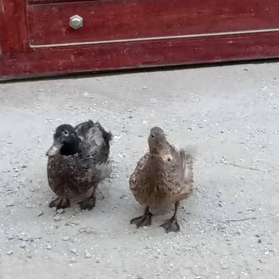 2 Healthy Ducks for Sale – Khaki Campbell & Black Duck