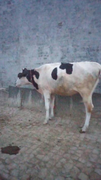 “4 Teeth Female Cow for Sale – Suitable for