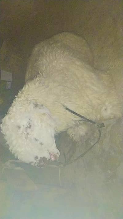 Sheep Chattra Mundra Nasal