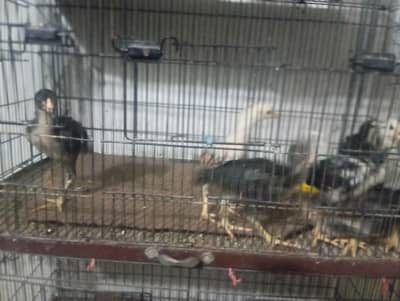 for sale