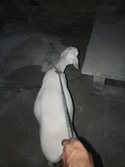 for sale