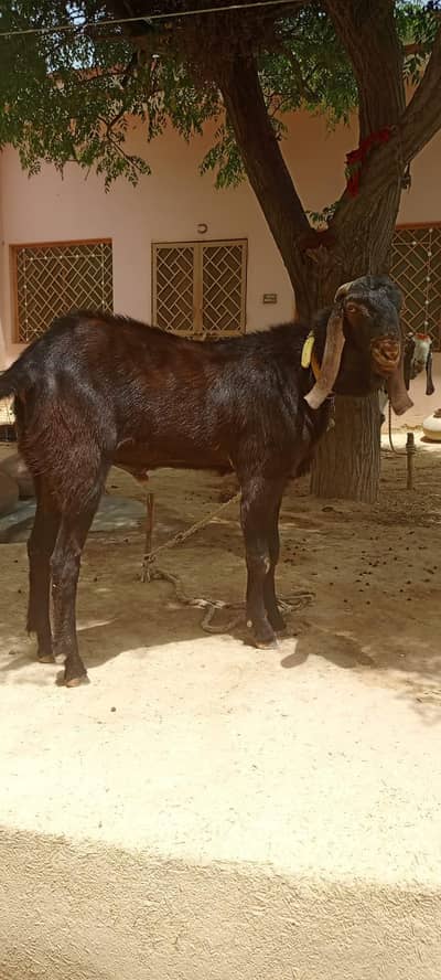 Bkra Sale Qurbani