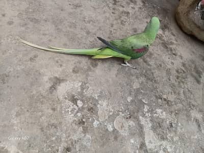 raw parrots pair