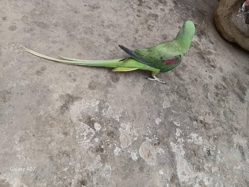 raw parrots pair 0