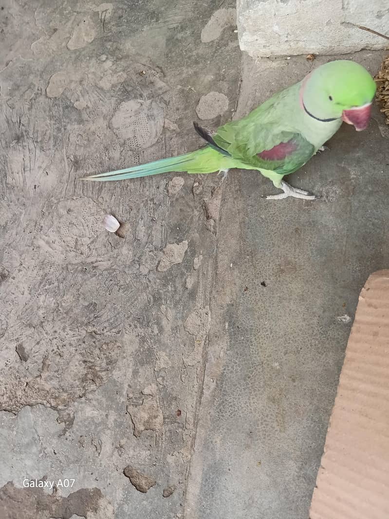 raw parrots pair 1