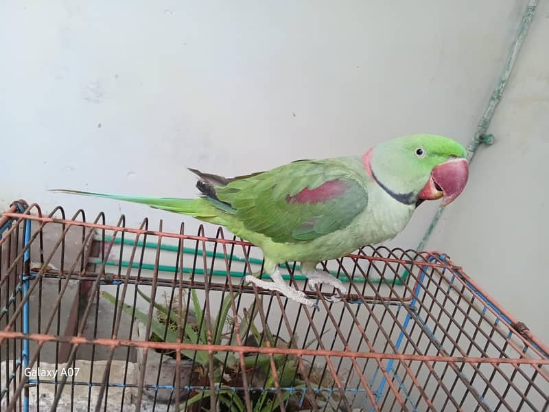 raw parrots pair 2