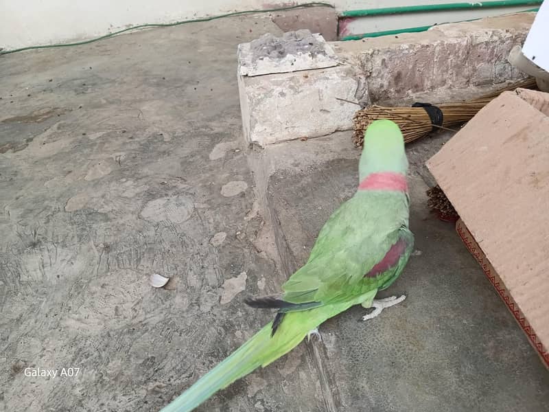 raw parrots pair 3