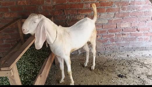 Rajanpuri Bakra For sale
