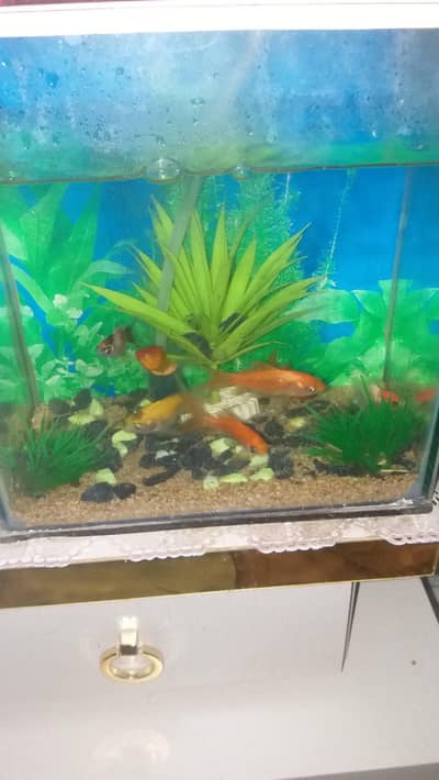 only molly fish sell full active nd lod fish