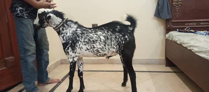 Bakra urgent sale