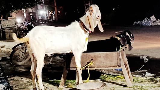 Bakra