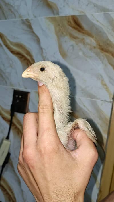 shamos breed