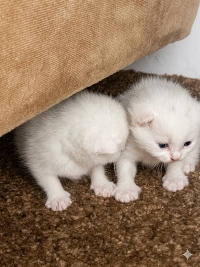 Vaccinated Persian Kitten for Sale