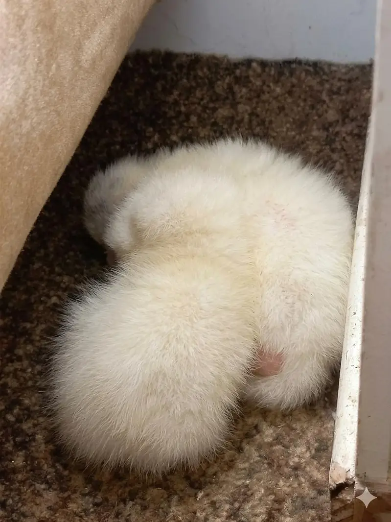 Vaccinated Persian Kitten for Sale — photo 2