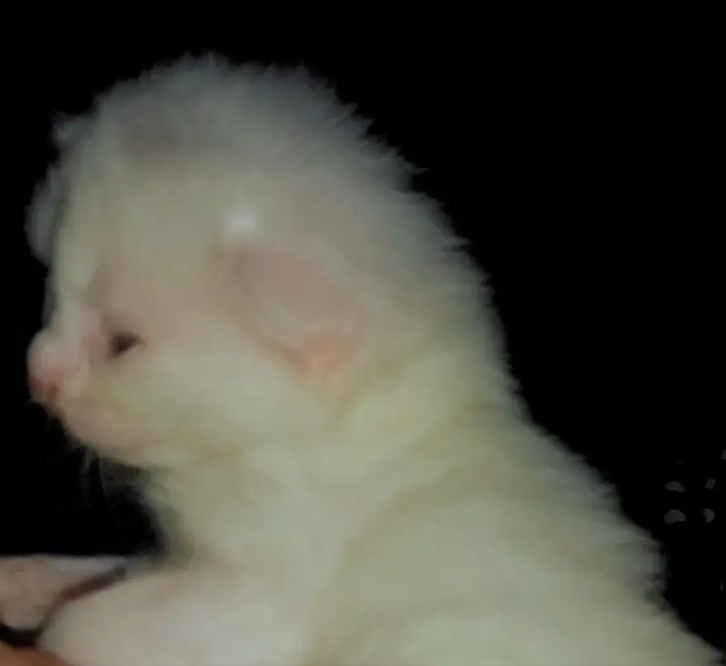 Vaccinated Persian Kitten for Sale — photo 4