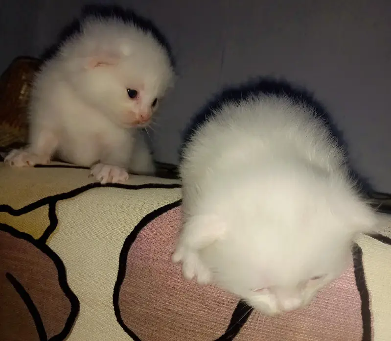 Vaccinated Persian Kitten for Sale — photo 5