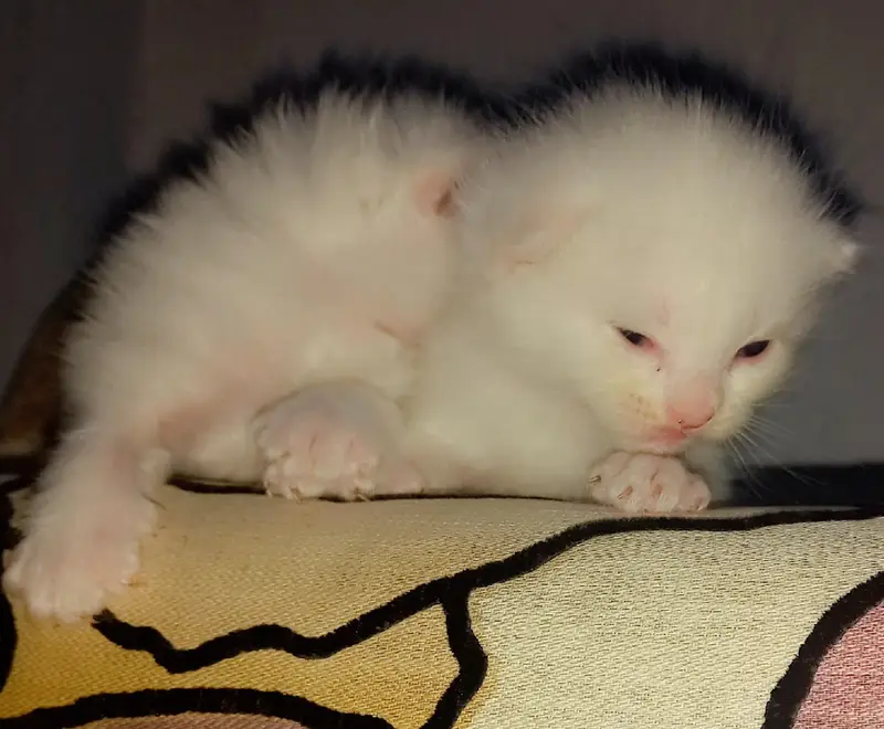 Vaccinated Persian Kitten for Sale — photo 6