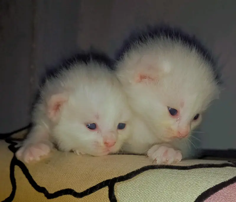 Vaccinated Persian Kitten for Sale — photo 7