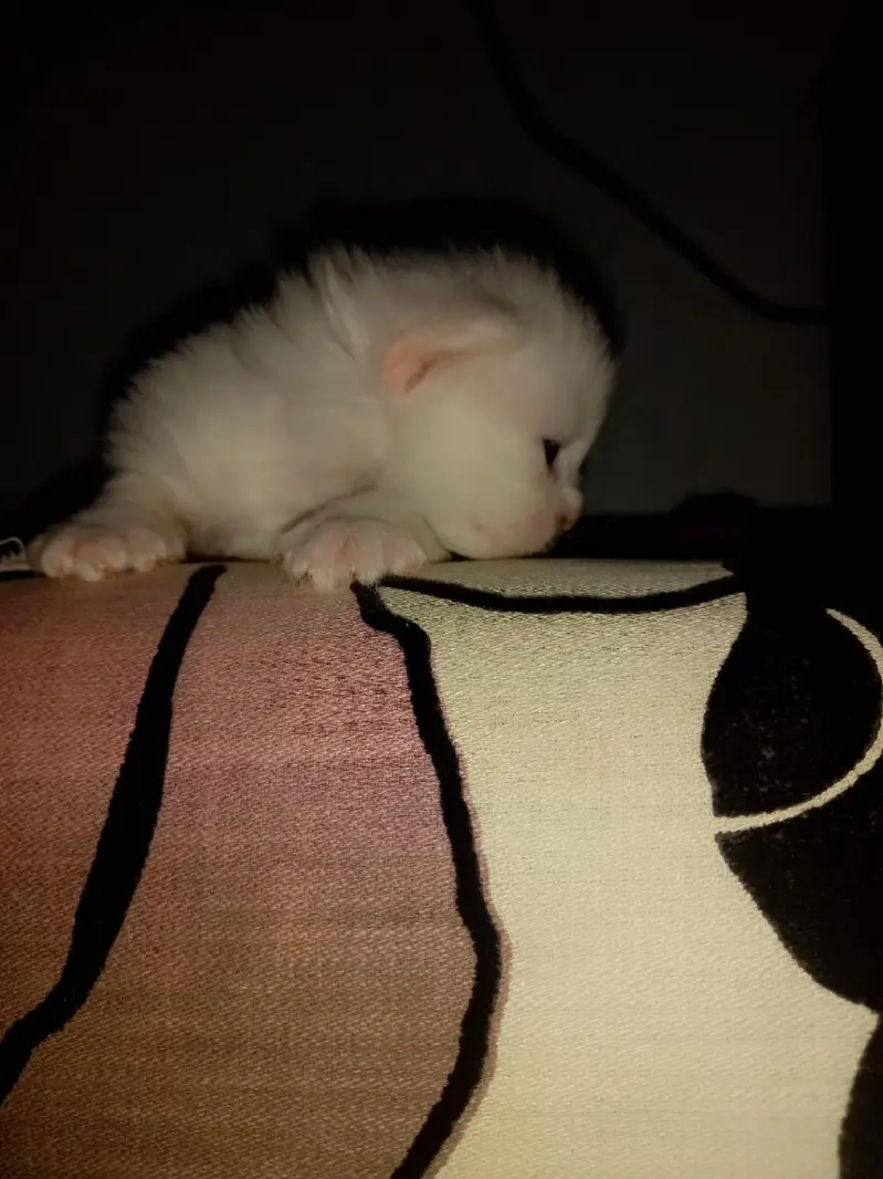 Vaccinated Persian Kitten for Sale — photo 8