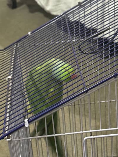 Birds Daycare
