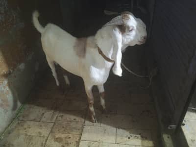 2 Daant Bakra best for Qurbani