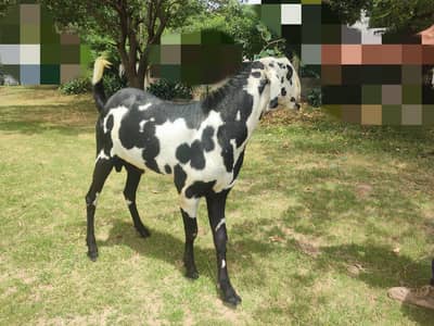 Urgent Bakra For Sale Available