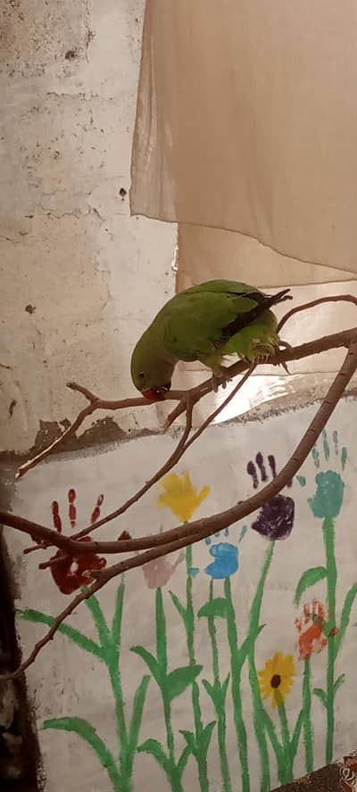 Green Parrot