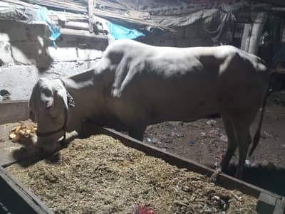 Qurbani Ka Janwar
