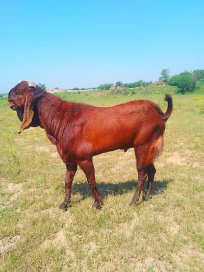 bakra for qurbani 2026