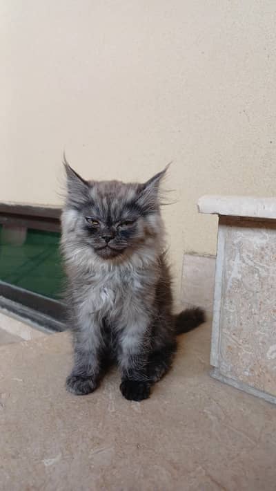 Persian female kitten