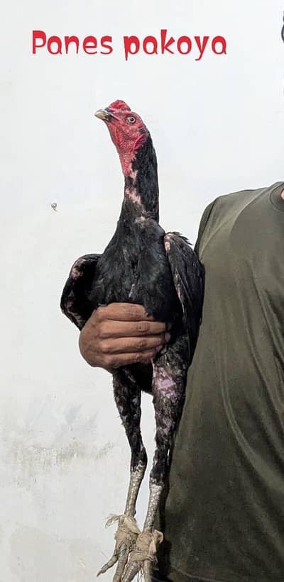 Aseel hen for sale