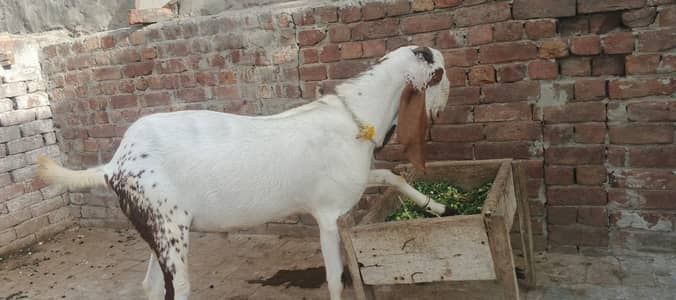  ماشاءاللہ خوبصورت قربانی کا بکرا برائے فروخت | Demand 105000