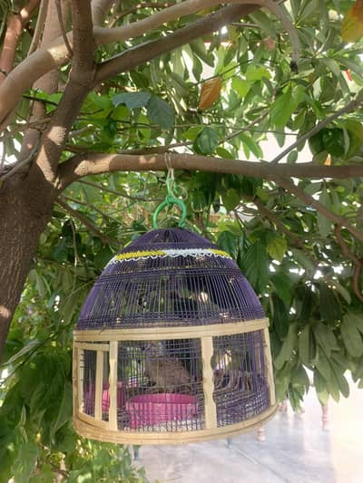 DAKHNI TEETAR FOR SALE.